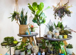 گل و گیاه گل و گیاه