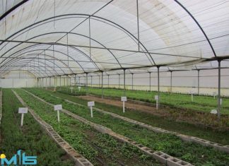 گلخانه گلخانه